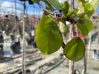 Close-up of Pyrus calleryana 'Kea' (Callery Pear) with glossy green leaves on reddish stems, set against staked trees in a nursery field.