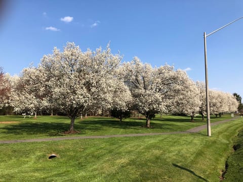 Pyrus calleryana 'Kea'