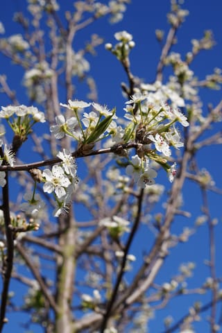 Pyrus calleryana 'Kea' (Callery Pear) in spring, with clusters of white blossom and red-tipped stamens on bare branches against a blue sky.