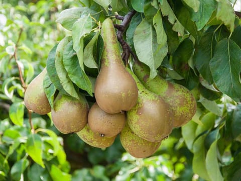 Pear 'Conference'