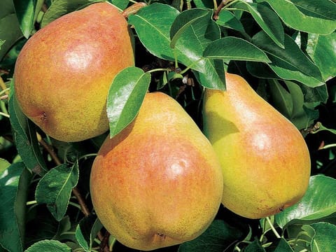 Pear 'Doyenné du Comice'