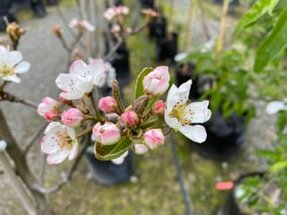 Pear 'Red Bartlett' (Pyrus communis) branch with white-pink blossoms and rounded pink buds, with potted nursery plants blurred behind.