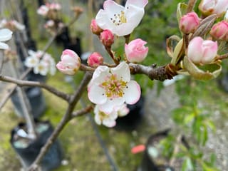 Pear 'Red Bartlett' blossom on bare branches, with white pink-edged flowers and pink buds, among potted nursery trees.
