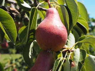 Pyrus communis 'Red Bartlett' pear, a red-skinned fruit hanging from a branch among glossy green leaves, with blue sky behind.