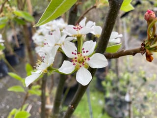 Pyrus communis 'Seckel' pear blossom, with white petals and pink-red anthers on a dark branch, among green leaves and potted plants.