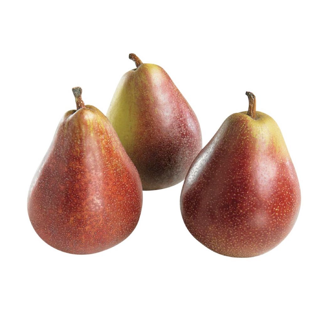 Three Pyrus communis 'Seckel' pears with russet-red skin flushed with yellow-green, short brown stems and fine speckling, on a white background.