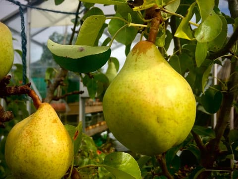Pear 'Williams' Bon Chrétien/Winter Nelis'