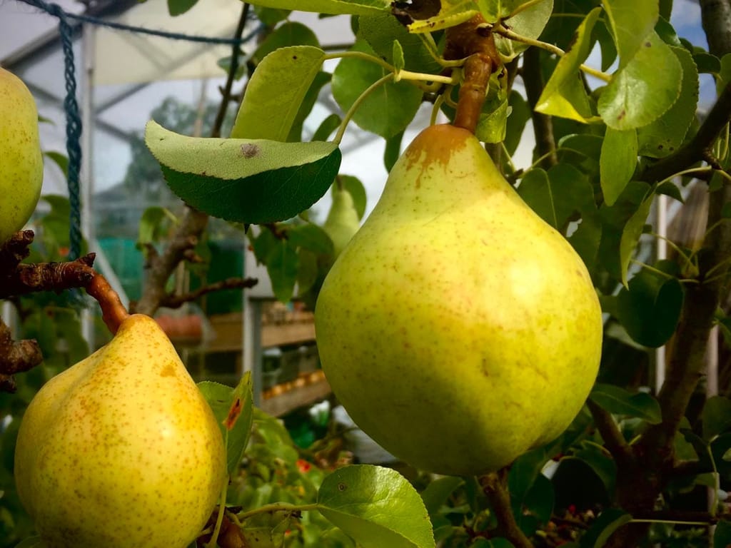 Pear 'Williams' Bon Chrétien/Winter Nelis' fruit, ripe yellow-green pears with russet speckles hanging among glossy green leaves, with a greenhouse behind.