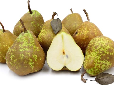 Pear 'Winter Cole'