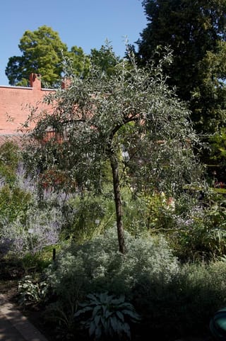 Pyrus salicifolia 'Pendula' (Weeping Pear), a small tree with a single slender trunk and drooping silvery-grey leafy branches, growing in a garden bed.