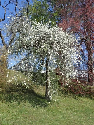 Pyrus salicifolia 'Pendula' (Weeping Pear) in full white blossom, its drooping branches covered in flowers, growing on a grassy slope beside a copper-leaved tree.