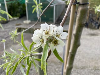 Pyrus salicifolia 'Pendula' (Weeping Pear) with a cluster of white blossoms and narrow green leaves, beside a staked trunk in a nursery.
