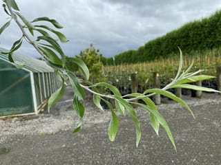 Pyrus salicifolia 'Pendula' (Weeping Pear) branch with slender, silvery-green willow-like leaves, set against a nursery with a greenhouse and rows of potted trees.
