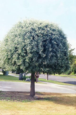 Pyrus salicifolia 'Pendula' (Weeping Pear) with a dense, rounded crown of silvery grey-green narrow leaves on a single dark trunk, beside a driveway and lawn.