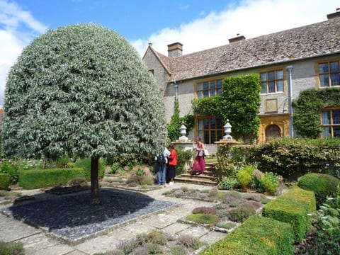 Pyrus salicifolia 'Pendula'