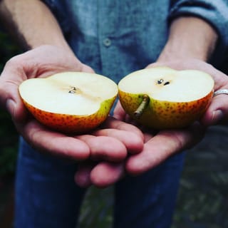 Hands holding a halved Pear 'Reddy Robin' (Nashi Pear), showing creamy white flesh, small dark seeds and orange-red skin with russet speckles.