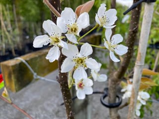 Pyrus x bretschneideri 'Reddy Robin' (Nashi Pear) in spring, with white five-petalled blossoms and bronze young leaves on a speckled brown stem tied to a stake.