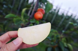Hand holding a pale, juicy slice of Pyrus x bretschneideri 'Reddy Robin' nashi pear, with orange-red fruit ripening on the tree behind.