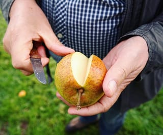 Pear 'Reddy Robin' (Nashi Pear) fruit with russeted golden-orange skin, held in hand as a knife cuts out a wedge of pale flesh, on grass.
