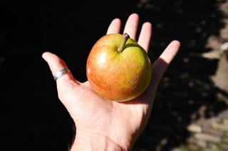 Pear 'Reddy Robin' (Nashi Pear) fruit held in an open hand, round with a short stalk and orange-red blush over green-yellow, speckled skin.