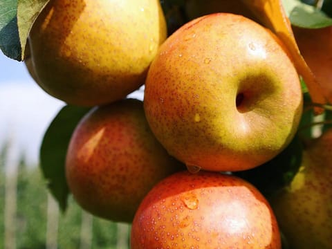 Pear 'Reddy Robin'