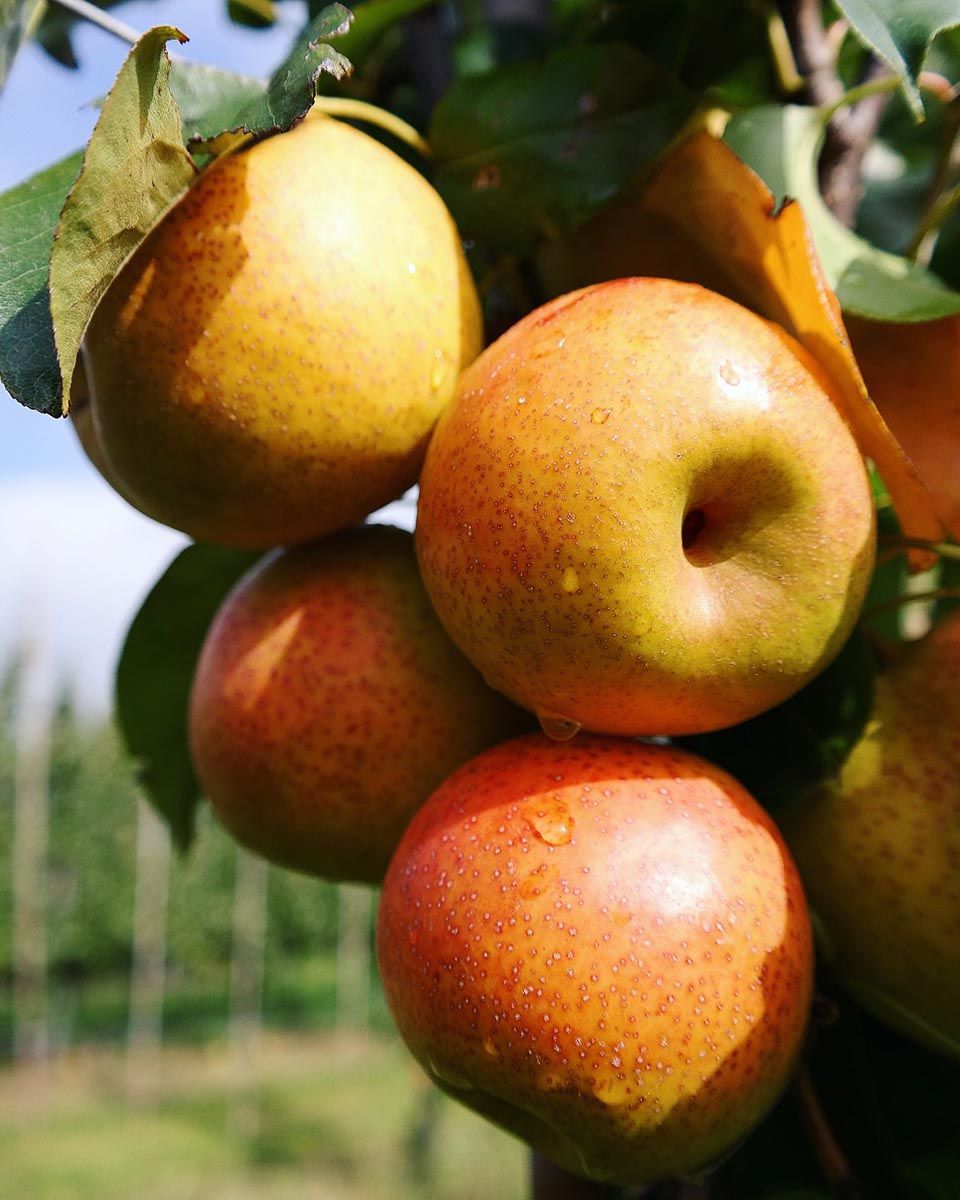 Pear 'Reddy Robin' (Nashi Pear) fruit, a cluster of round russeted golden-orange fruit with red blush and dew drops, among green leaves in an orchard.