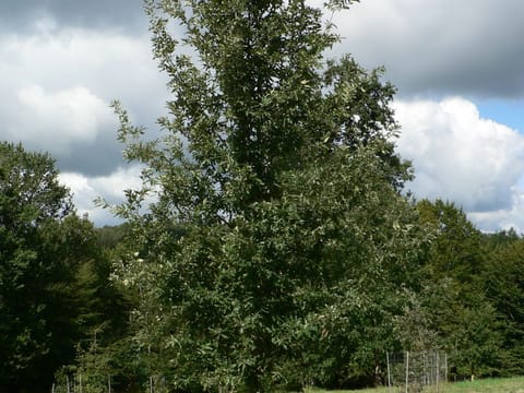 Quercus afares