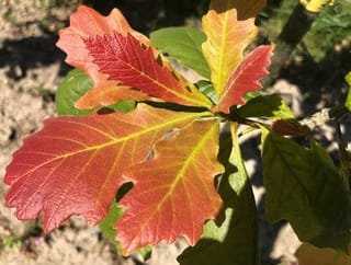 Quercus bicolor (Swamp White Oak) shoot with wavy-edged leaves turning red, orange and yellow-green in autumn, above bare sandy soil.