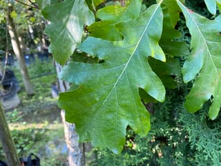Quercus bicolor (Swamp White Oak) leaves, close-up, showing broad green lobed blades with pale veins, with nursery trees and bagged plants behind.