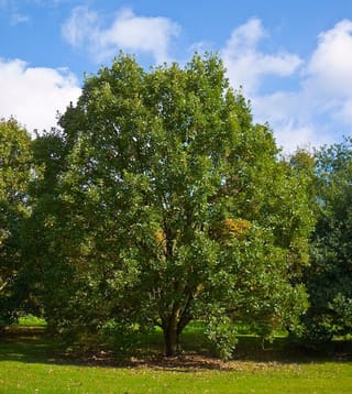 Quercus bicolor (Swamp White Oak), a rounded deciduous tree with dense green summer foliage, standing on a lawn under a blue sky.