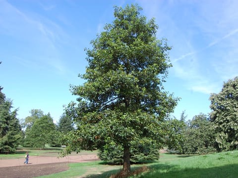 Quercus bicolor