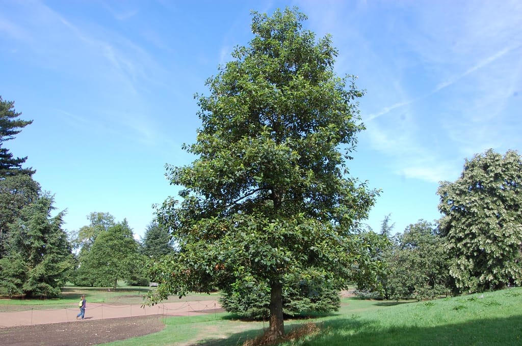 Quercus bicolor (Swamp White Oak), a mature tree with a single trunk and dense green summer foliage, standing on grass in a park.