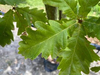 Quercus canariensis x robur (Hybrid English Oak) close-up of broad green lobed leaves with pale veins, on a young tree with a slim trunk behind.