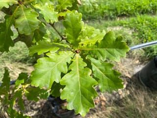 Quercus canariensis x robur (Hybrid English Oak) foliage, showing glossy green, wavy-lobed leaves clustered on a young branch, with grass and a nursery bag behind.