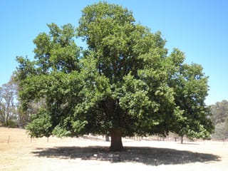 Quercus canariensis x robur (Hybrid English Oak), a mature tree with a broad, dense green canopy and thick trunk, standing in dry grass under blue sky.