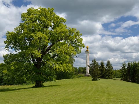 Quercus canariensis x robur