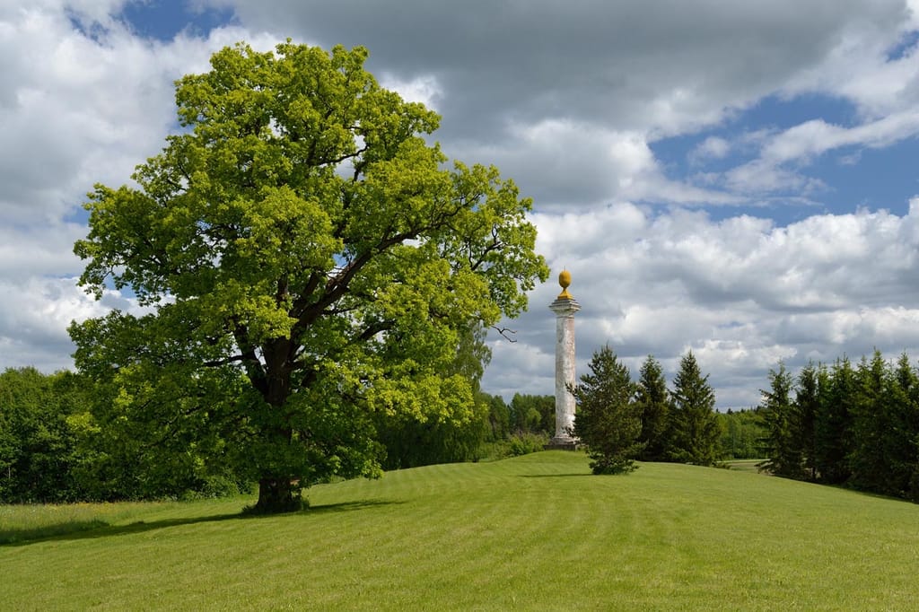 Quercus canariensis x robur (Hybrid English Oak), a broad mature tree with bright green spring foliage on mown lawn beside a stone column.
