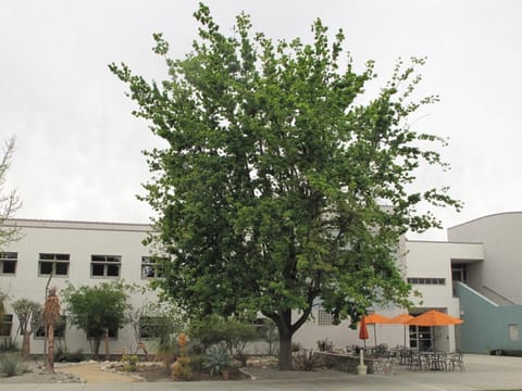 Quercus canariensis