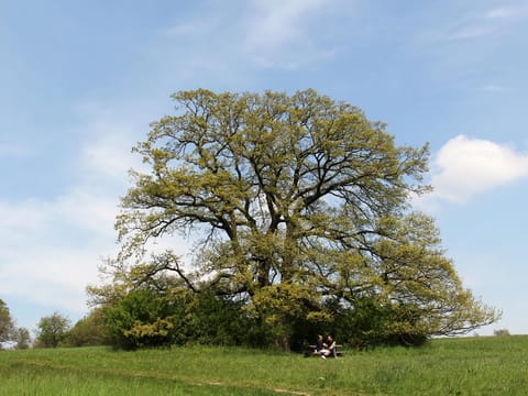 Quercus cerris