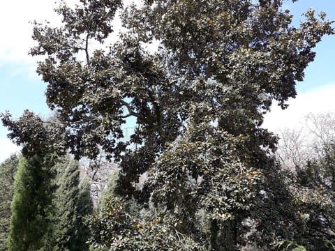 Quercus crassifolia