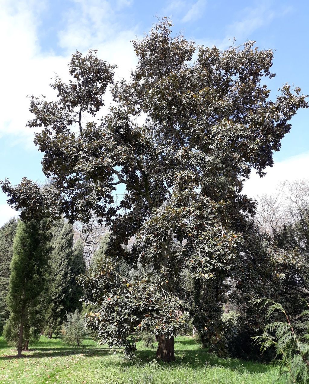 Mature Quercus crassifolia (Leather Leaf Mexican Oak) with a broad, spreading crown of dark leathery leaves, standing on a grassy lawn among conifers.