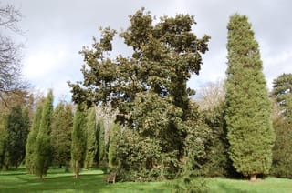 Mature Quercus crassifolia (Leather Leaf Mexican Oak) with a broad, dense canopy of dark leathery foliage, standing among tall conifers on a lawn beside a wooden bench.