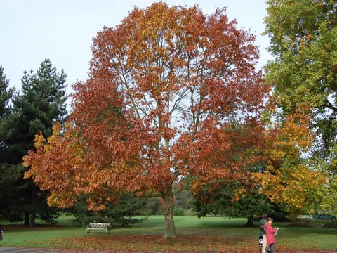Quercus ellipsoidalis