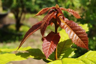 Quercus germana (Mexican Royal Oak) shoot tip with new coppery red, serrated leaves above older lime-green foliage in sunlight.