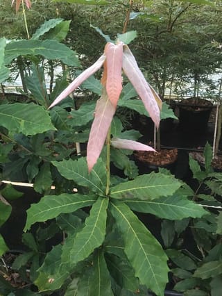 Quercus germana (Mexican Royal Oak) young plant with drooping pink-red new leaves above mature green, wavy-edged foliage, in a nursery.