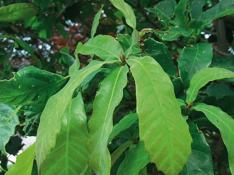 Quercus germana