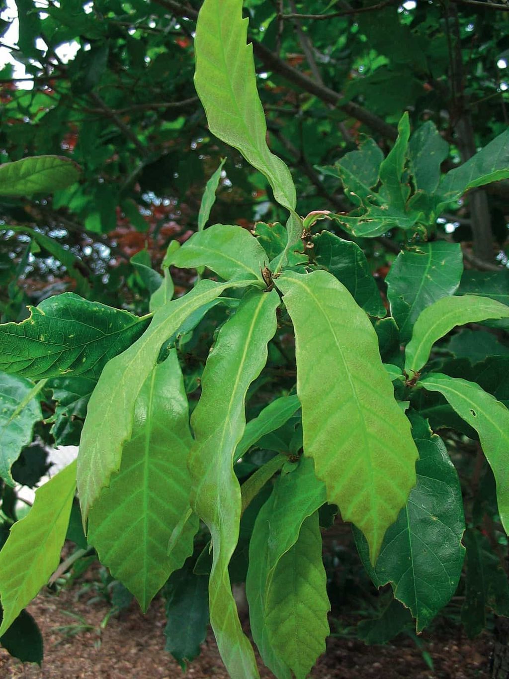 Quercus germana (Mexican Royal Oak) branch with long, wavy-edged green leaves showing prominent veins, growing in a garden with mulch below.