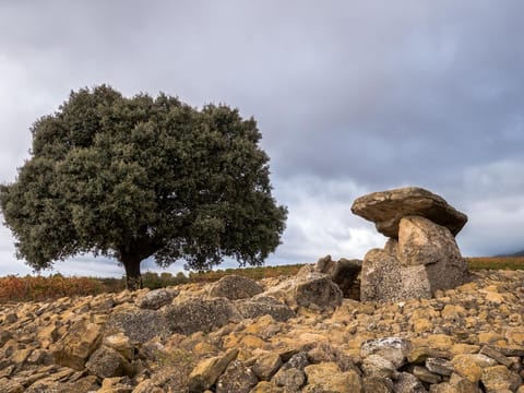 Quercus ilex