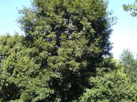 Quercus laurina
