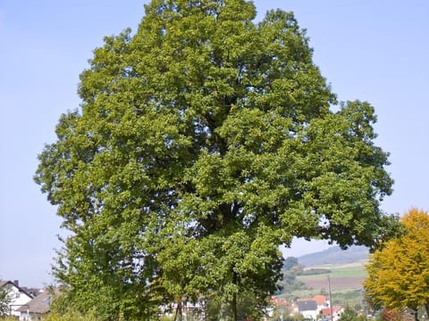 Quercus petraea x robur